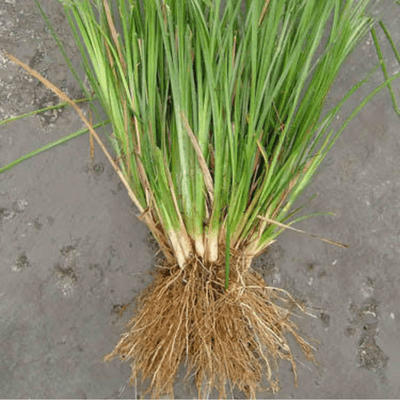 Ushira (Vetiver / Khus)